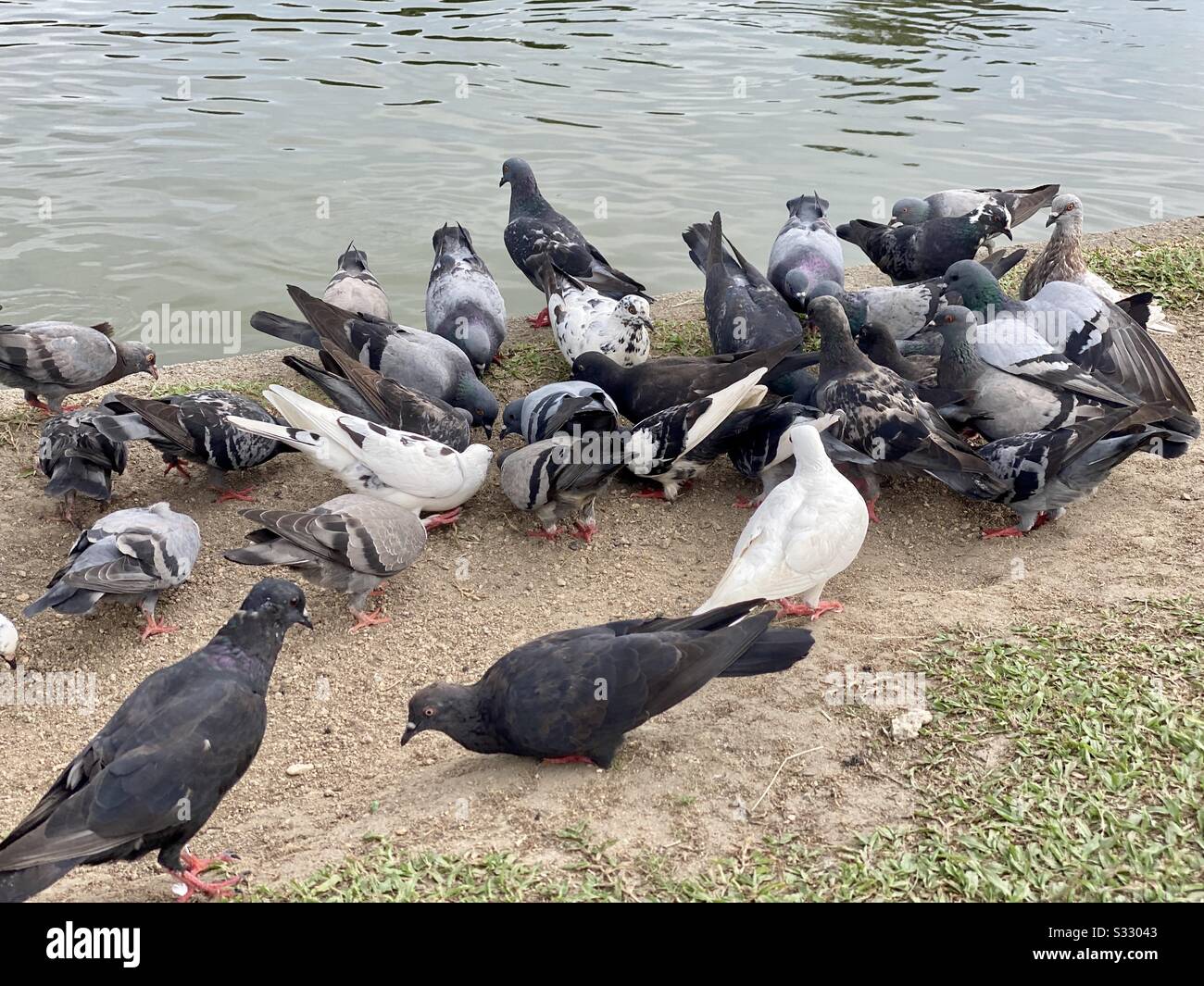 Alla ricerca di cibo e libertà Foto Stock