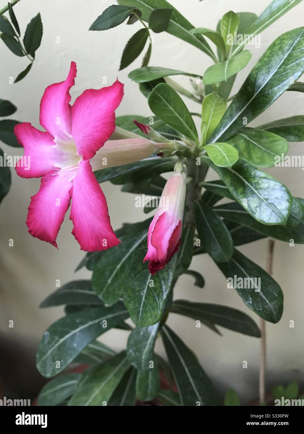 Home cresciuto Pink Adenium aka dessert Rosa fiorita nel mio giardino in India, gemme di fiore di Adenium, aspettato ogni giorno per fare clic sulla fase 2 della foto Foto Stock