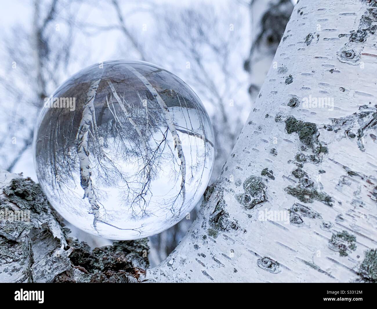 Betulla bianca invernale. Rifrazione sfera di vetro. Foto Stock