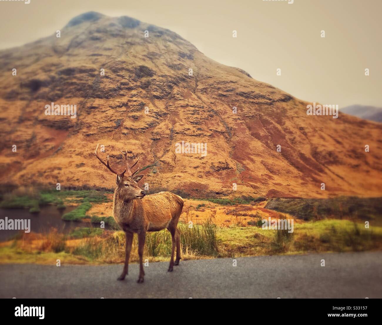 Stag a Glen Etive nelle Highlands scozzesi. Foto Stock