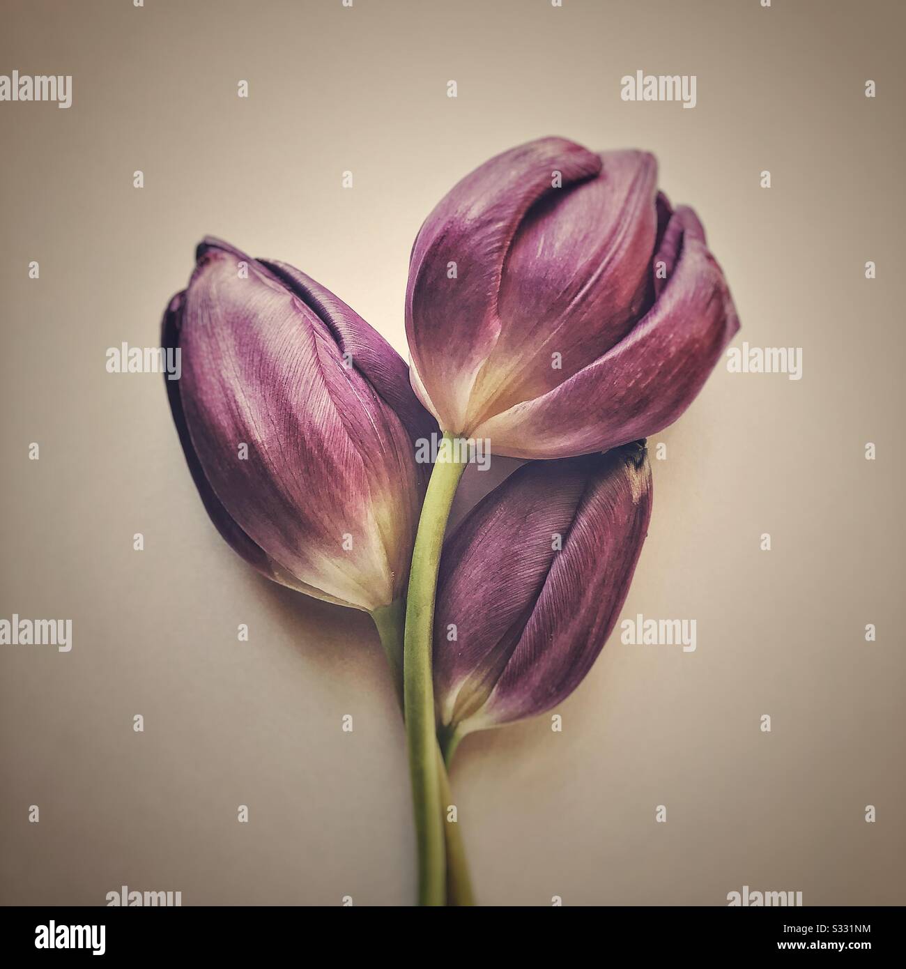 Tre tulipani viola disposti insieme con un'atmosfera soffusa in un formato quadrato, guardando verso il basso. Sfondo semplice. - Immagine stock catturata con smartphone