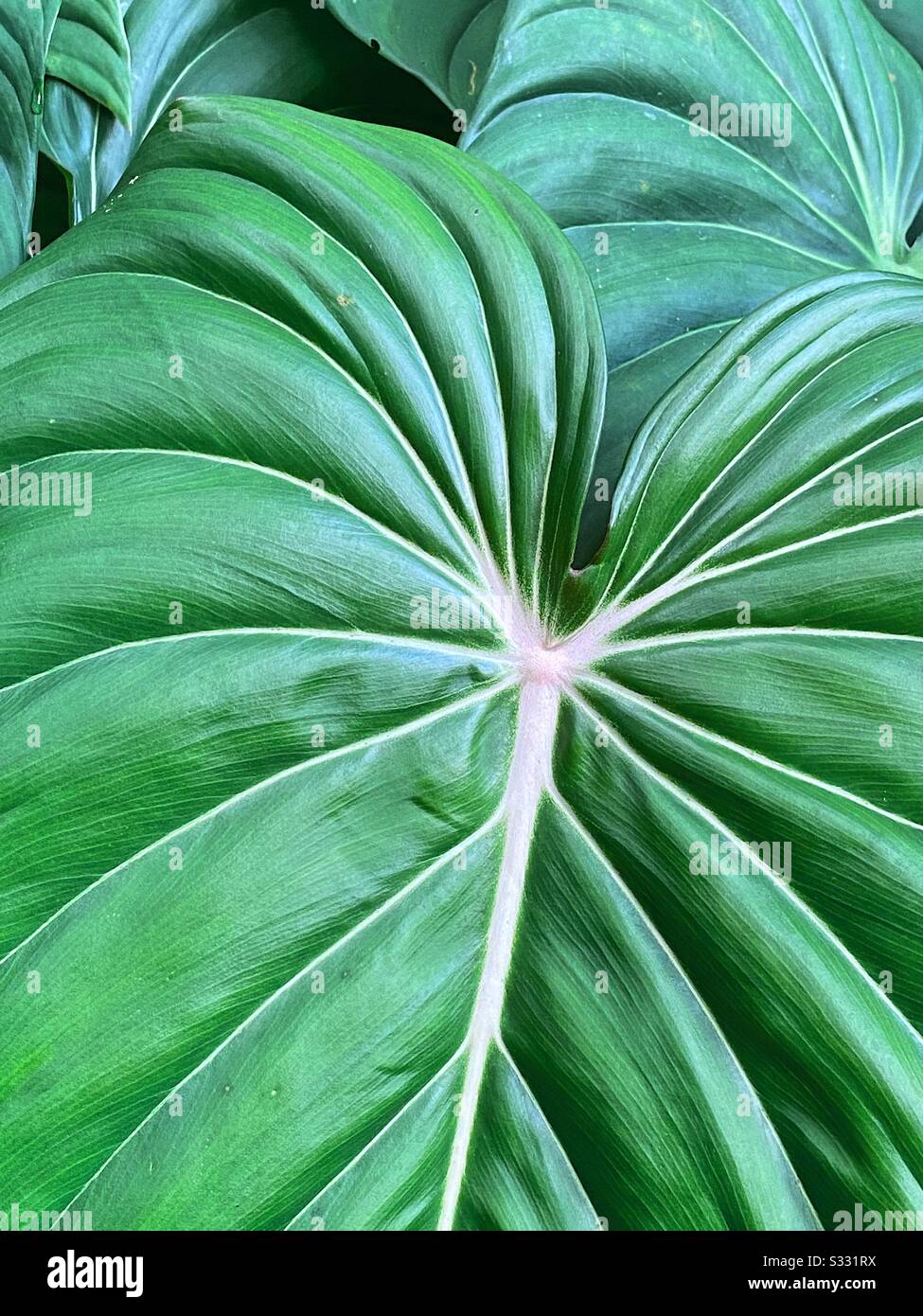 Vicino a grandi foglie verdi tropicali ai giardini botanici di Singapore. Foto Stock