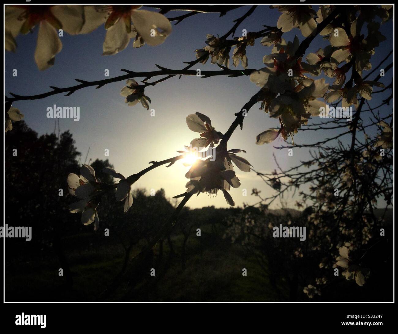 Mandorli in fiore, Catalogna, Spagna. Foto Stock