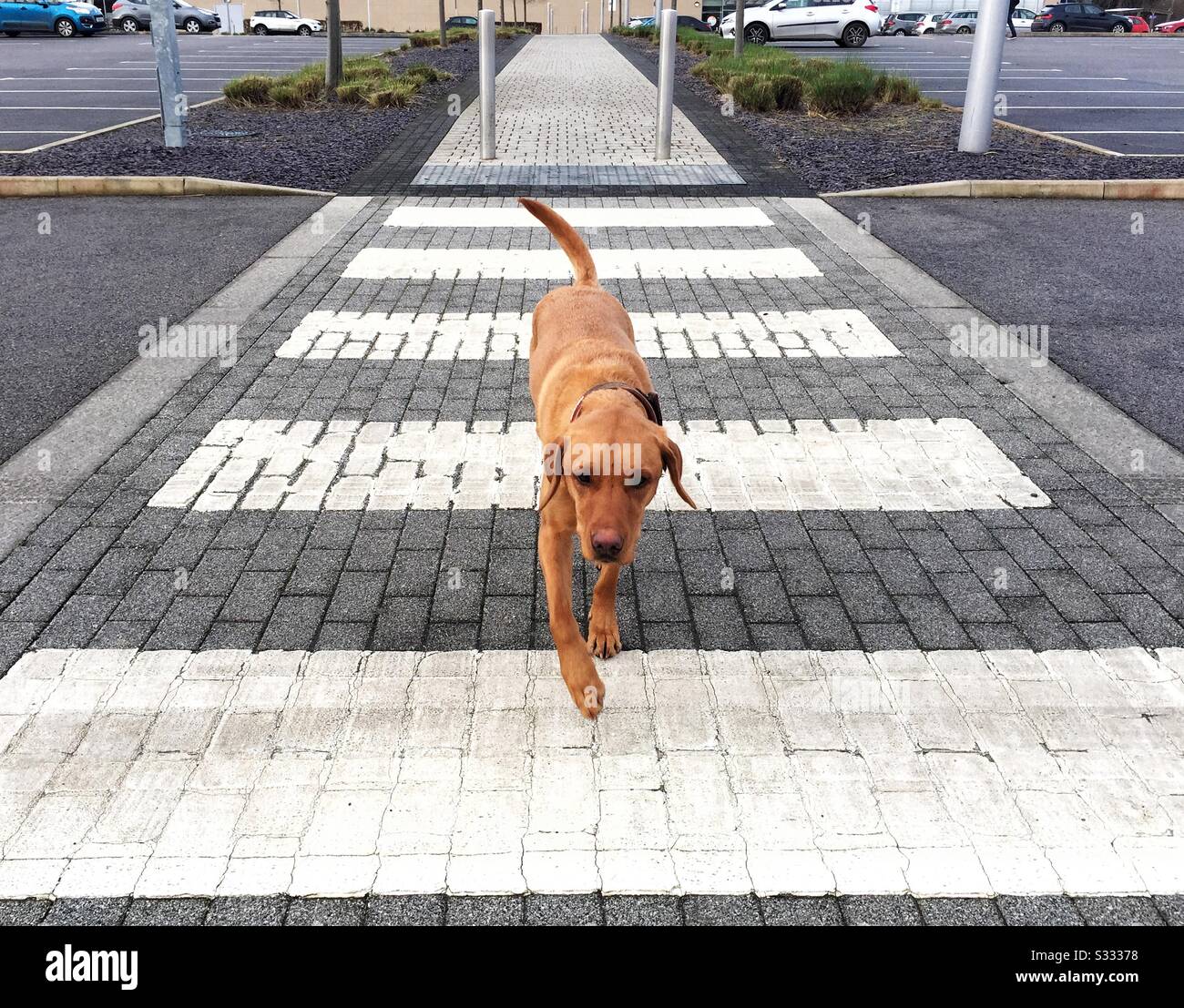 Un cane giallo Labrador Retriever che attraversa una strada trafficata attraverso un incrocio zebra o un passaggio pedonale in un ambiente cittadino mentre apprende il Codice autostrada - Immagine stock catturata con smartphone