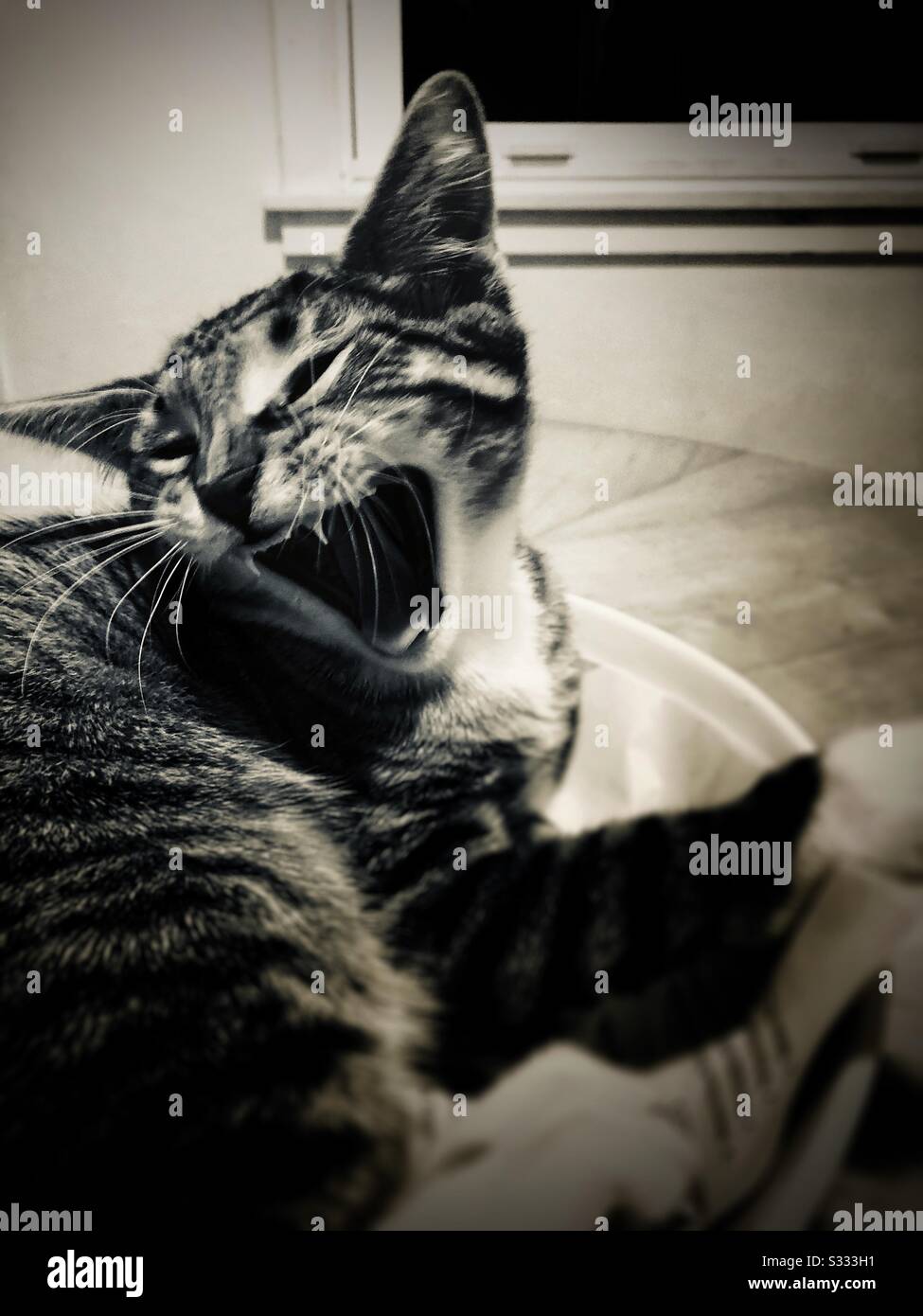 Gatto tabby a righe grigio e bianco Foto Stock