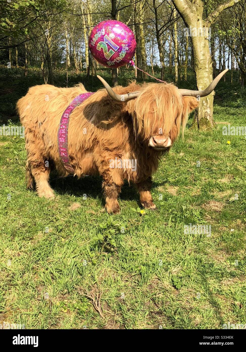 Compleanno Di Highland Cow Foto Stock