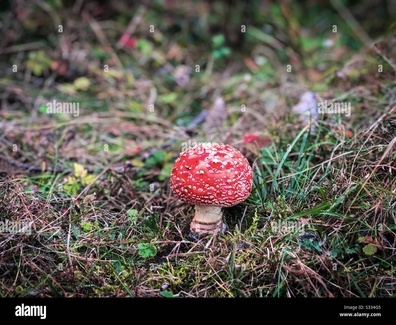 Fungo rosso nella foresta - Immagine stock catturata con smartphone
