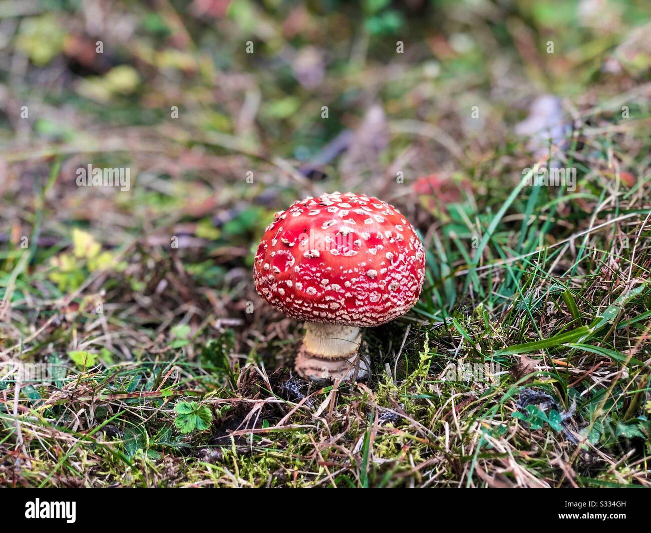 Fungo rosso nella foresta Foto Stock