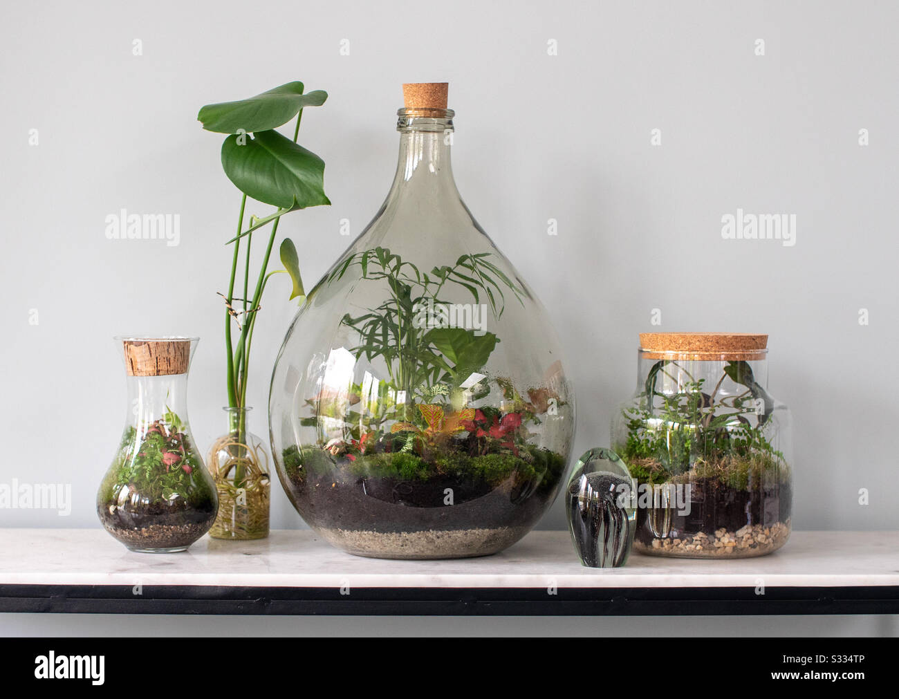 Collezione di terraria ecosistemica con piante piccole Foto Stock