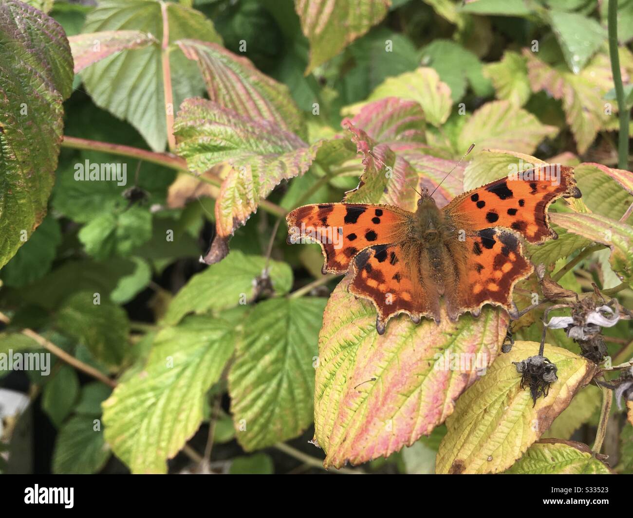 Farfalla virgola sulle foglie di blackberry Foto Stock