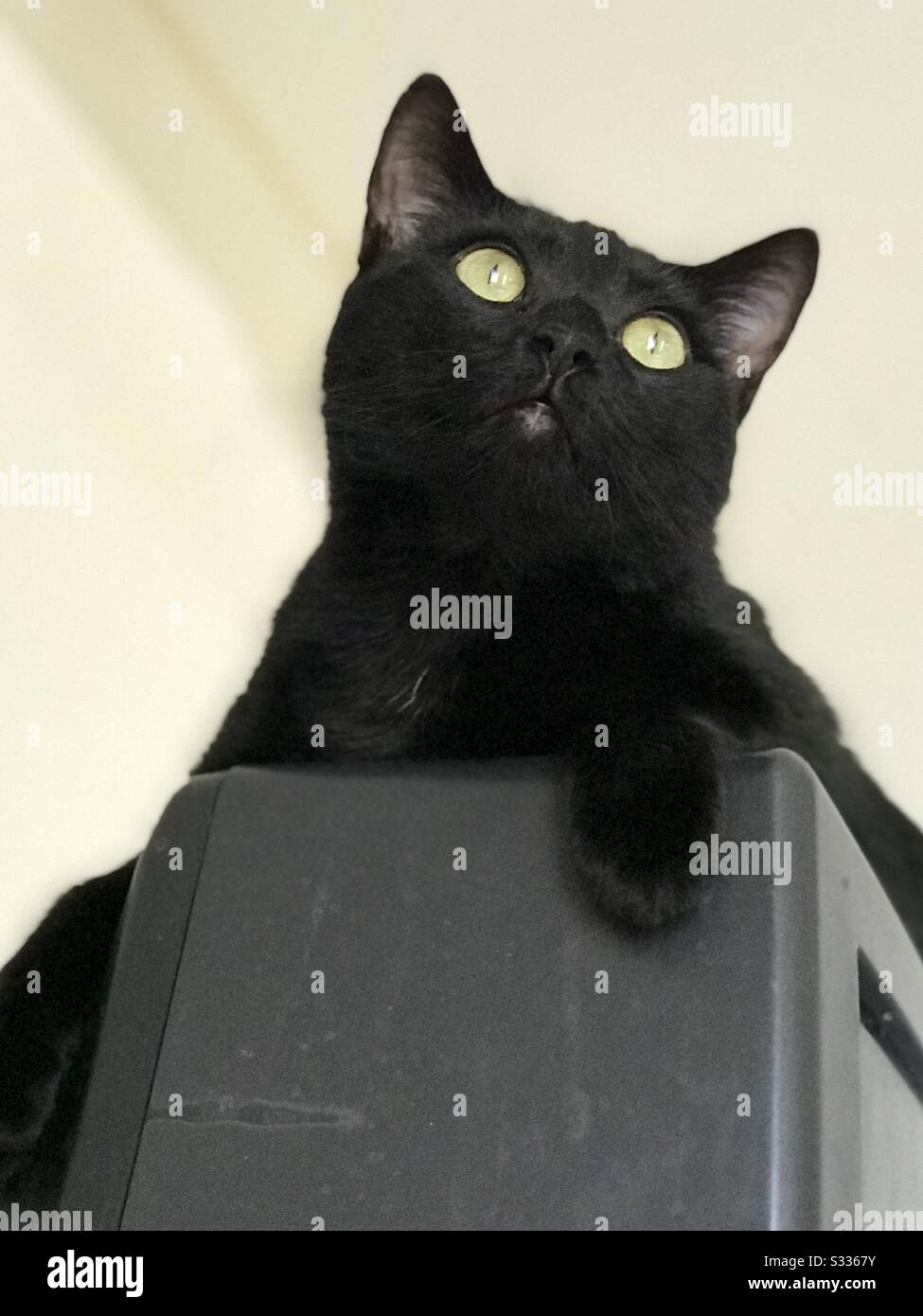 Ritratto di bello compagno di animali domestici interno Bombay gatto con oro-rame occhi colorati seduti in alto su un televisore e guardare in su Foto Stock