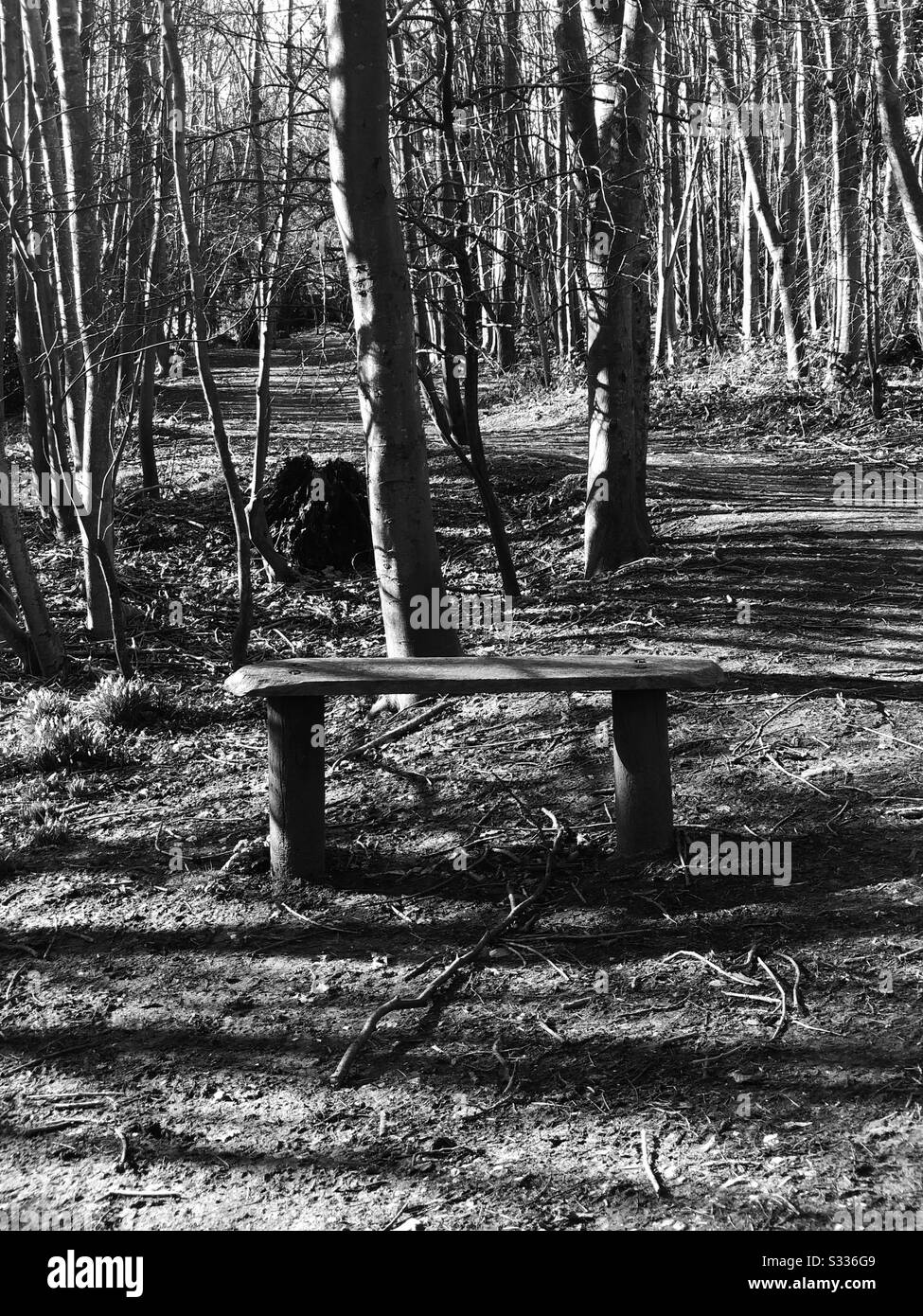 Panca solitaria nel bosco Foto Stock