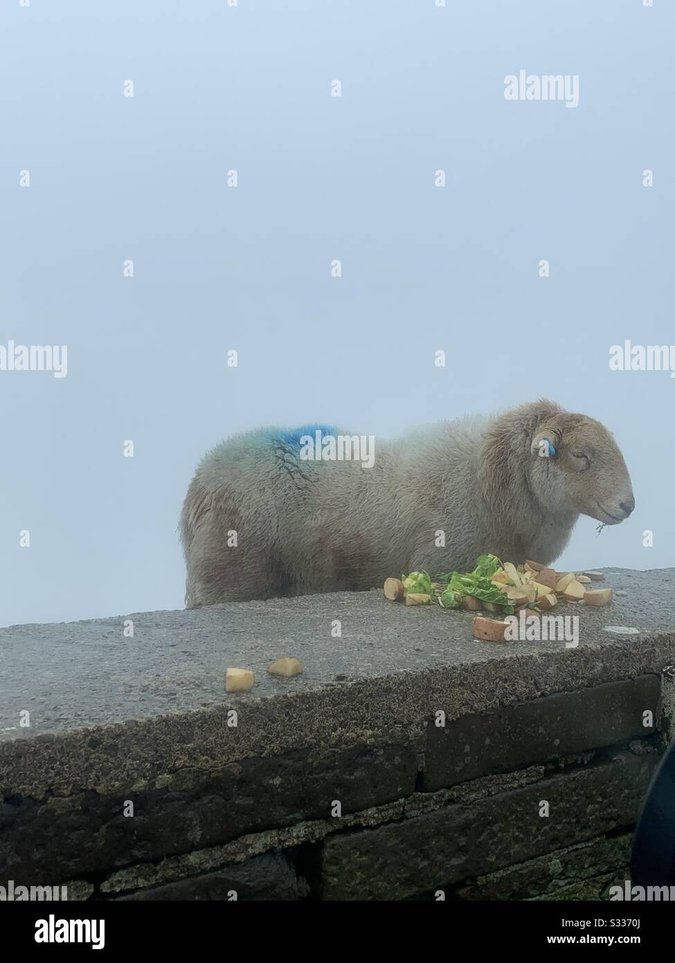 Solo una pecora, mangiare un veg sulla cima di una montagna (nelle nuvole) Foto Stock