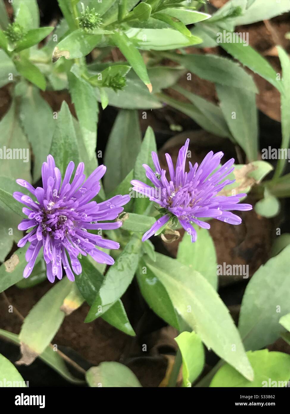 Trovato un arbusto di porpora fiori margherita con petali sottili fini -  fiori viola- 2 fiori - fiore viola, fiore blu mink aka ageratum Foto stock  - Alamy