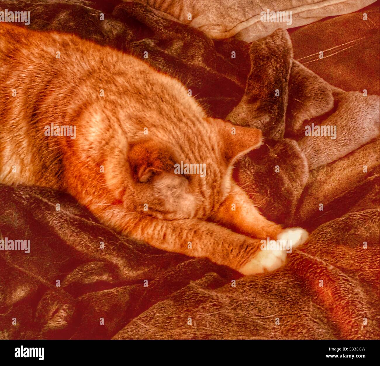 Ginger gatto napping duro Foto Stock