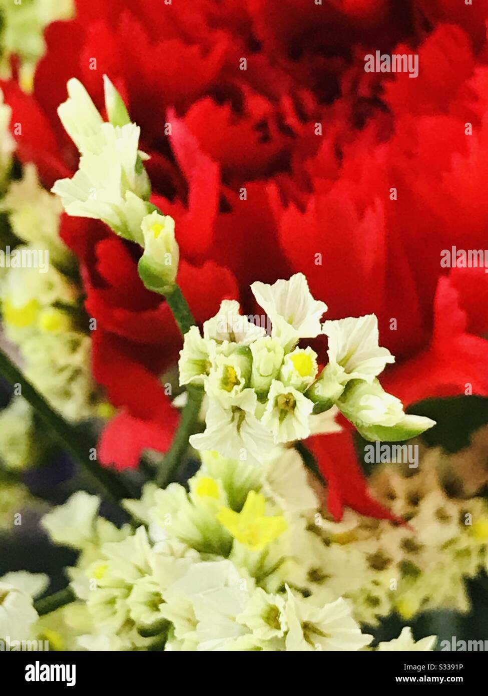 Bella Red Carnation e bianco fiore riempitivo legato troppo da vicino in un bouquet- in attesa di qualcuno a comprare , la sua una bella proposta fiori - zoomata pic - Rosso fiore, bianco fiore Foto Stock