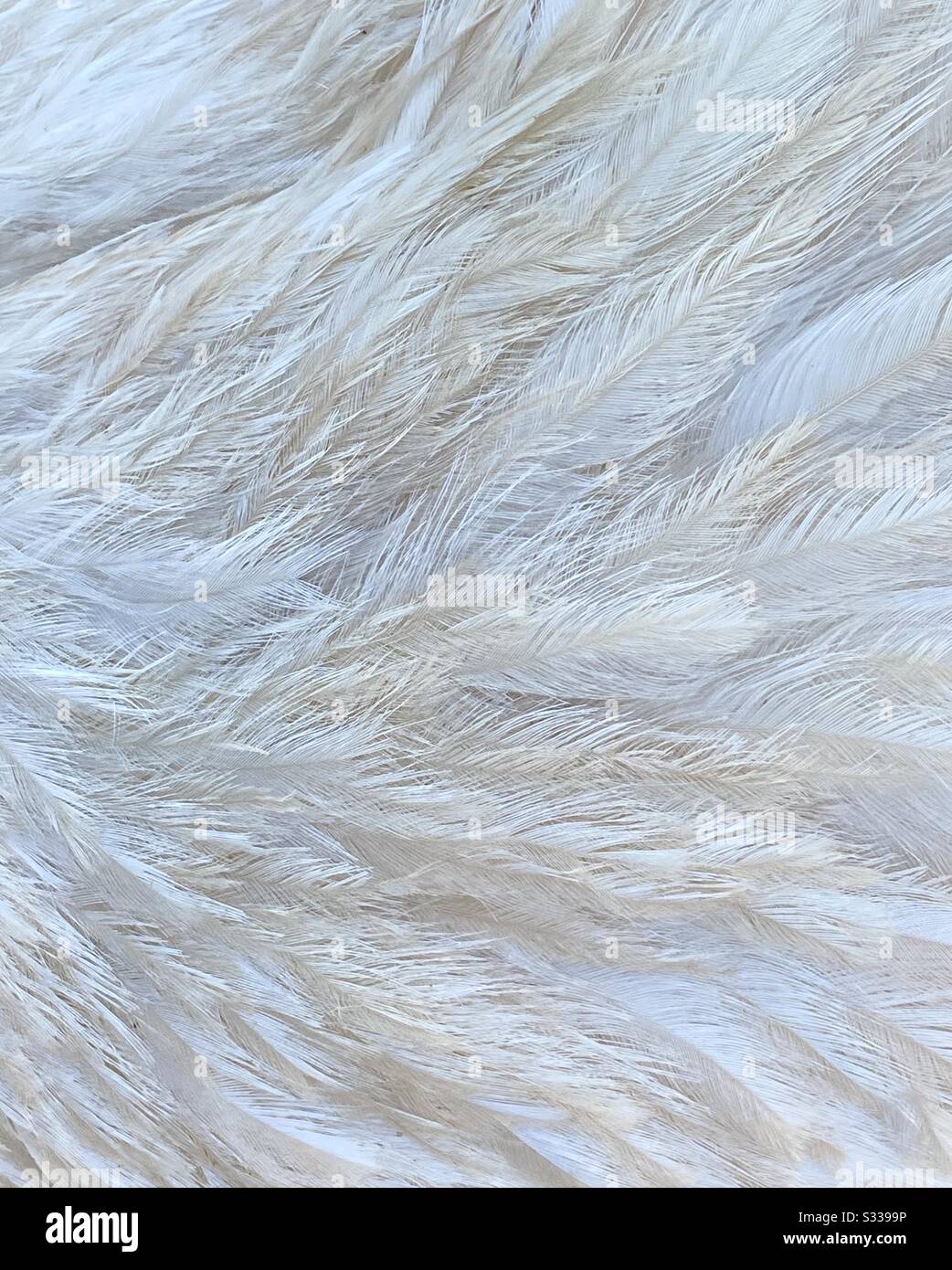 Riassunto delle piume bianche di un uccello bianco dell'uem - Immagine stock catturata con smartphone