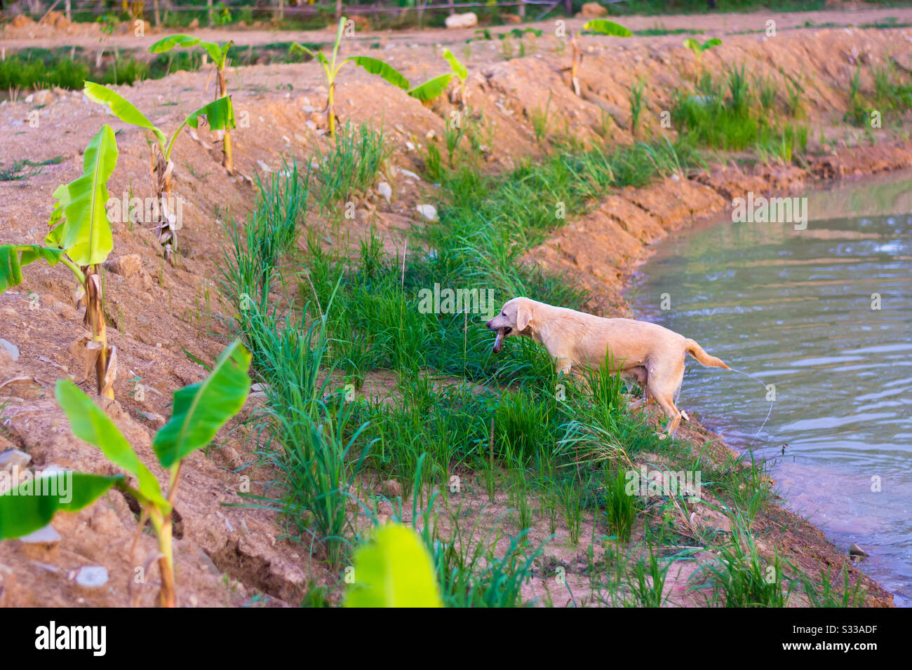 Un cane che trasporta un ramo in su dallo stagno Foto Stock