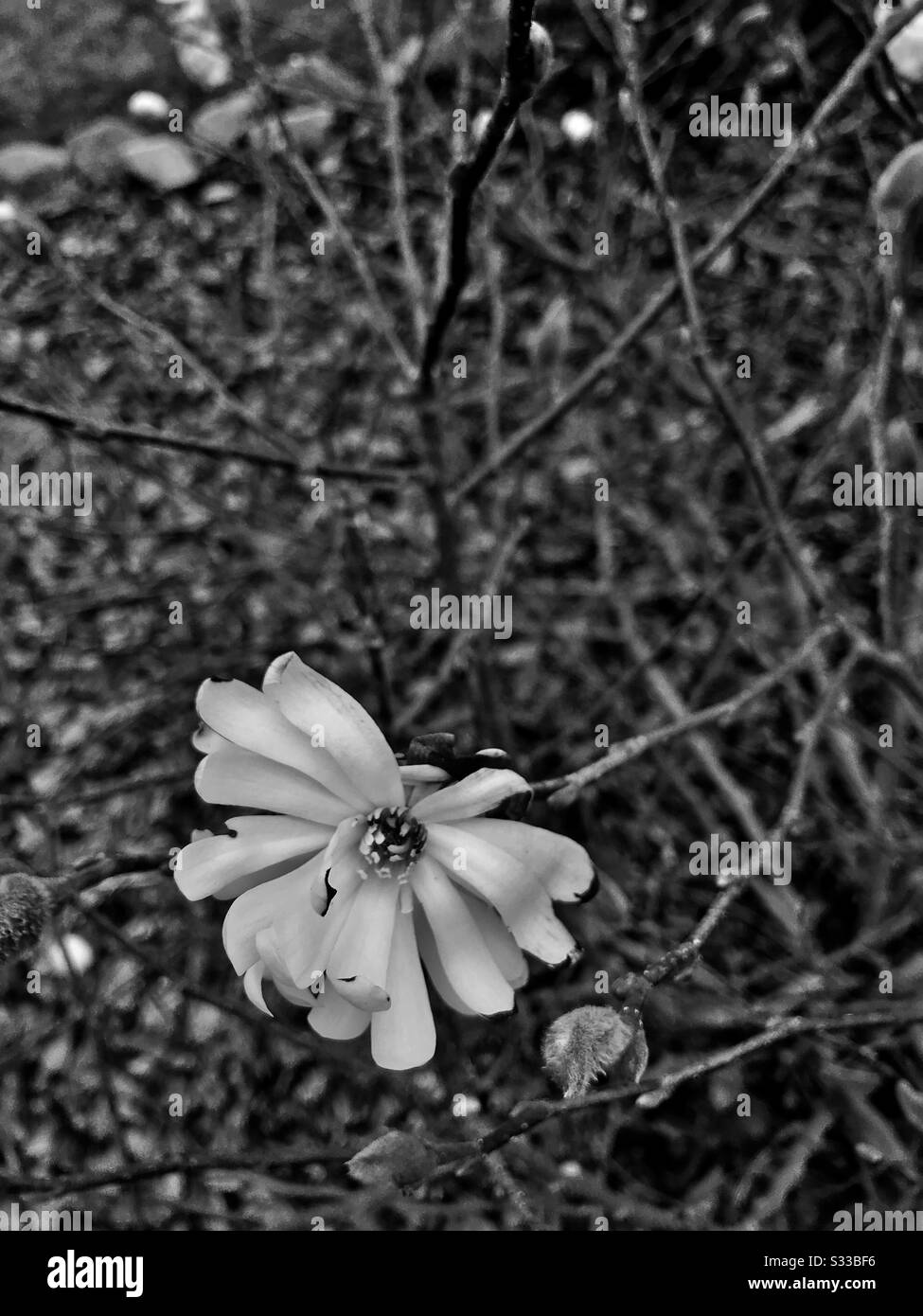 Foto bianca e nera d'inverno di Star Magnolia in fiore in una piccola cittadina piemontese nella Carolina del Nord Foto Stock