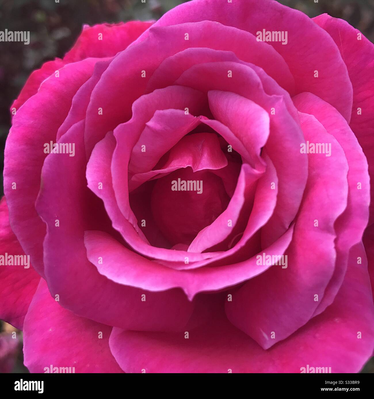 Rose. Chiudere la vista. Foto Stock