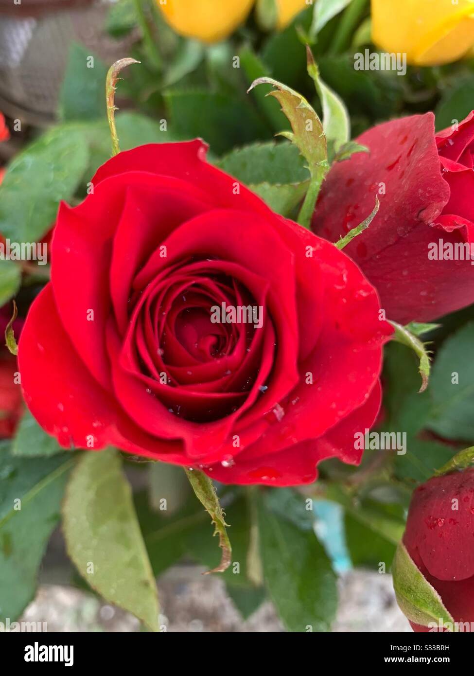 Meravigliose rose aromatiche rosse colorate in vendita, rosa rossa, dietro rosa gialla ampiamente coltivata per le caratteristiche di profumo-profumo, cosmetici, Proposta rosa, regalo di San Valentino come fiori Foto Stock