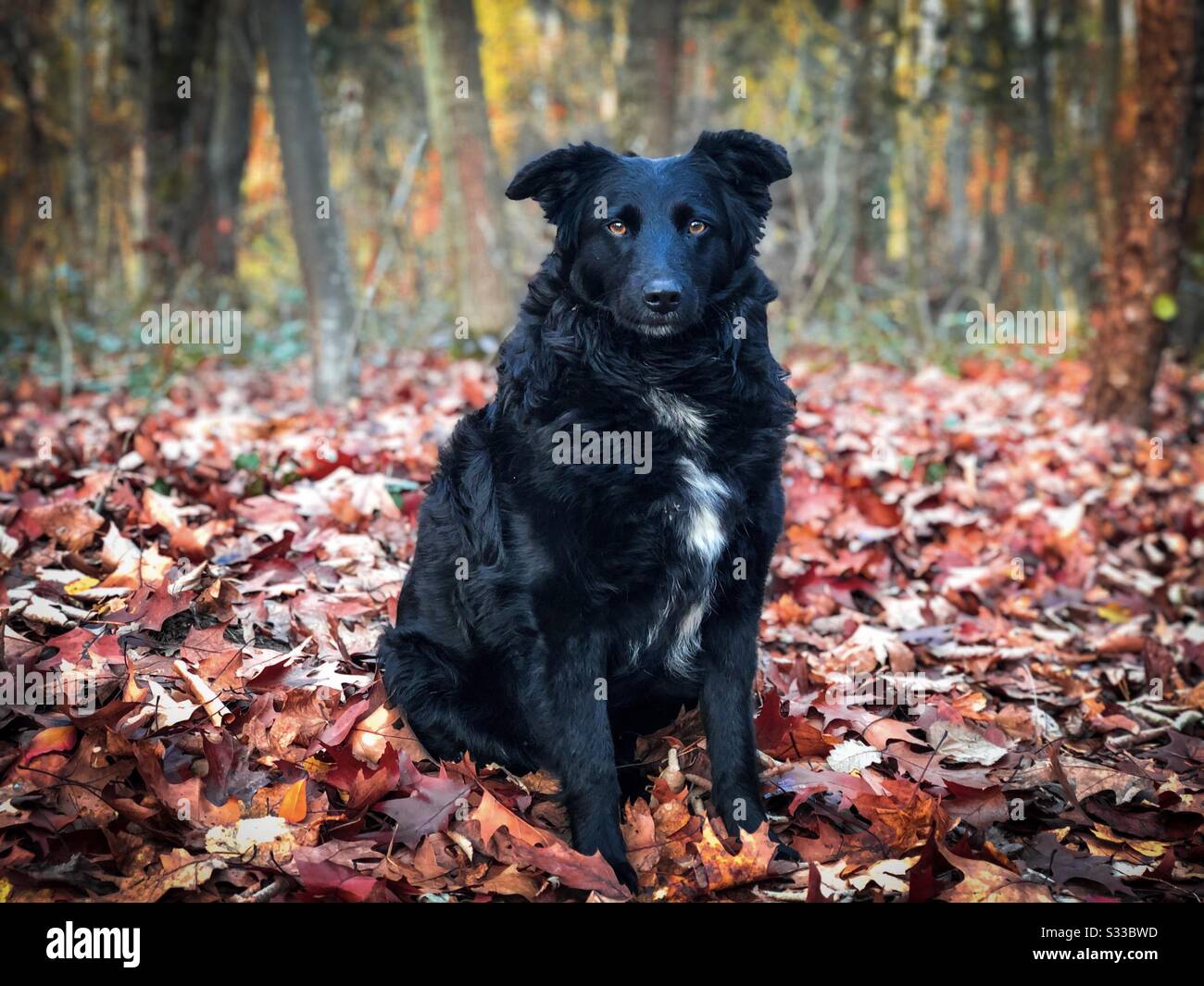Cane nero nella foresta in autunno - Immagine stock catturata con smartphone