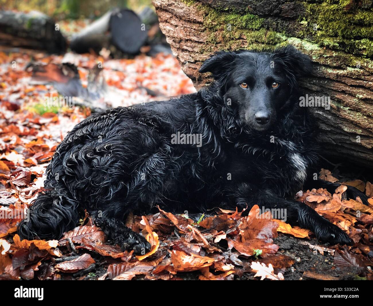 Carino cane nero nella foresta in autunno Foto Stock