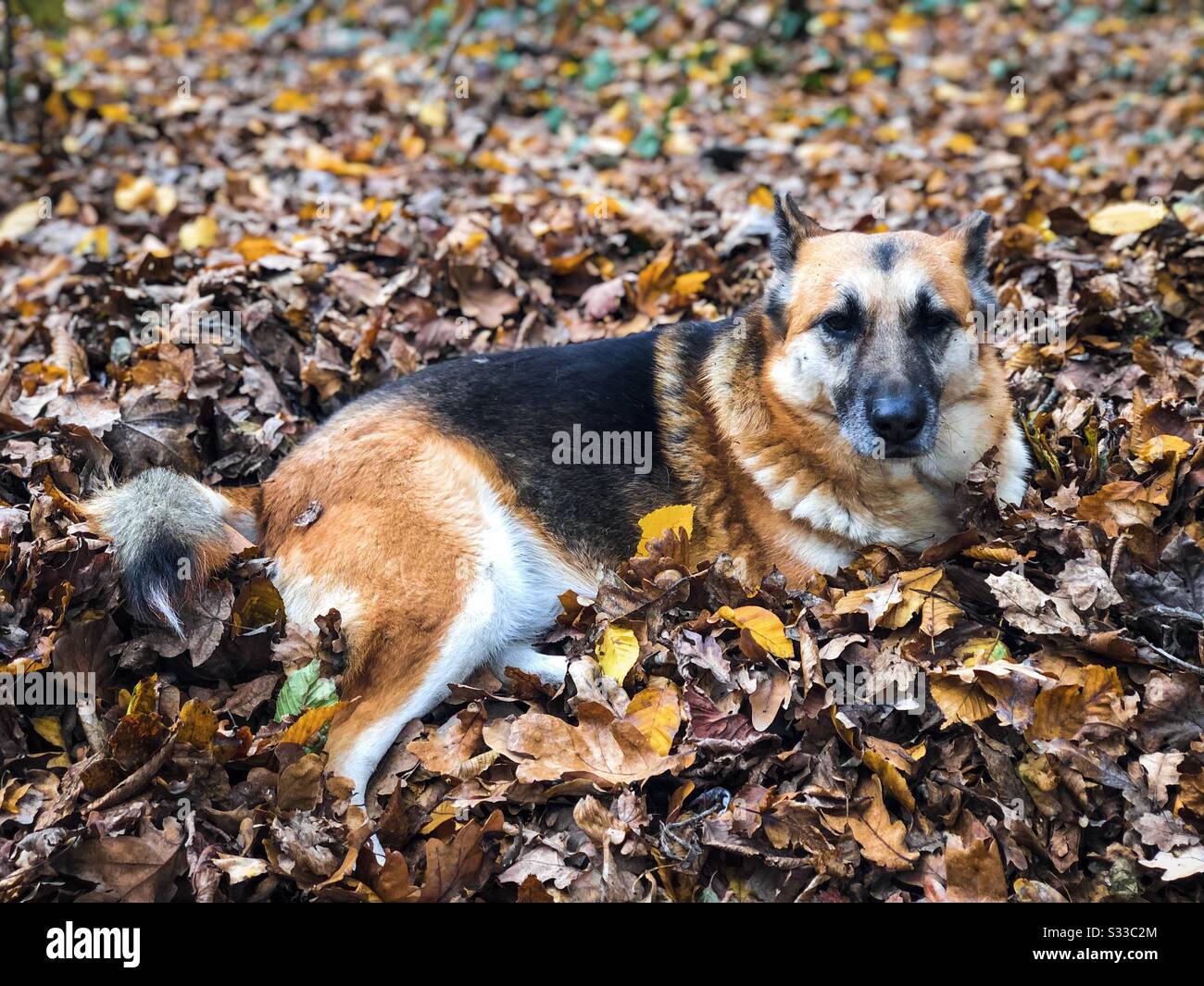 Carino pastore tedesco riposante in foglie d'autunno Foto Stock