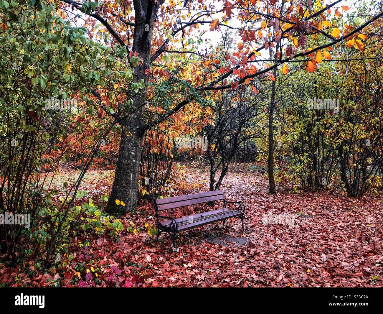 Panca di legno nella foresta in autunno - Immagine stock catturata con smartphone