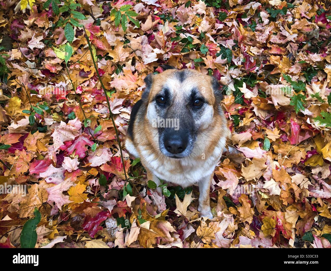 Simpatico pastore tedesco guardando la macchina fotografica in autunno - Immagine stock catturata con smartphone