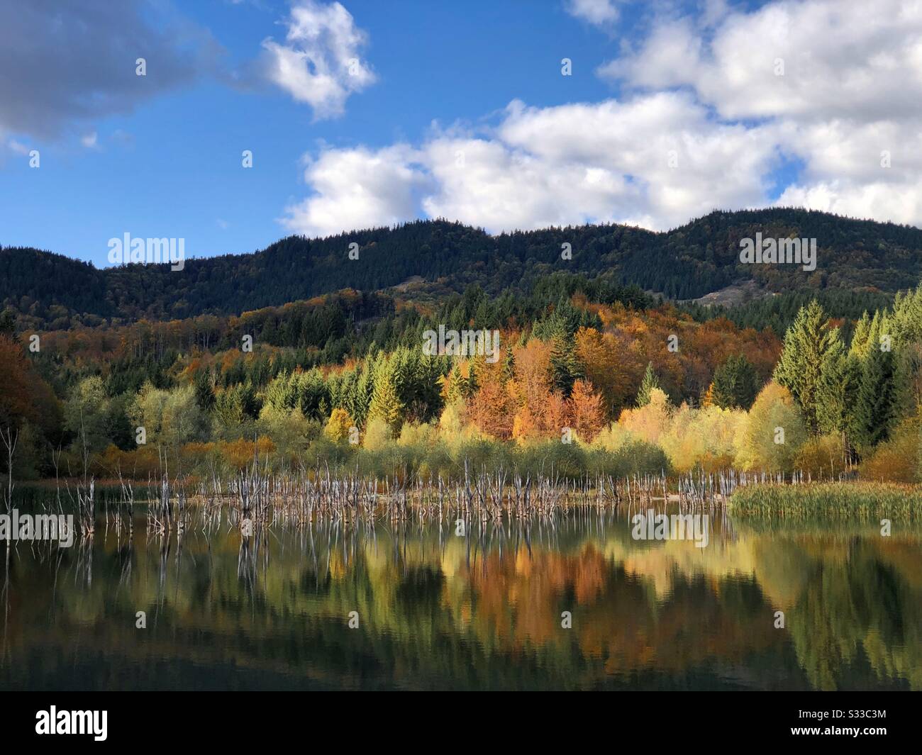 Foresta riflessa in acqua di un lago in autunno Foto Stock