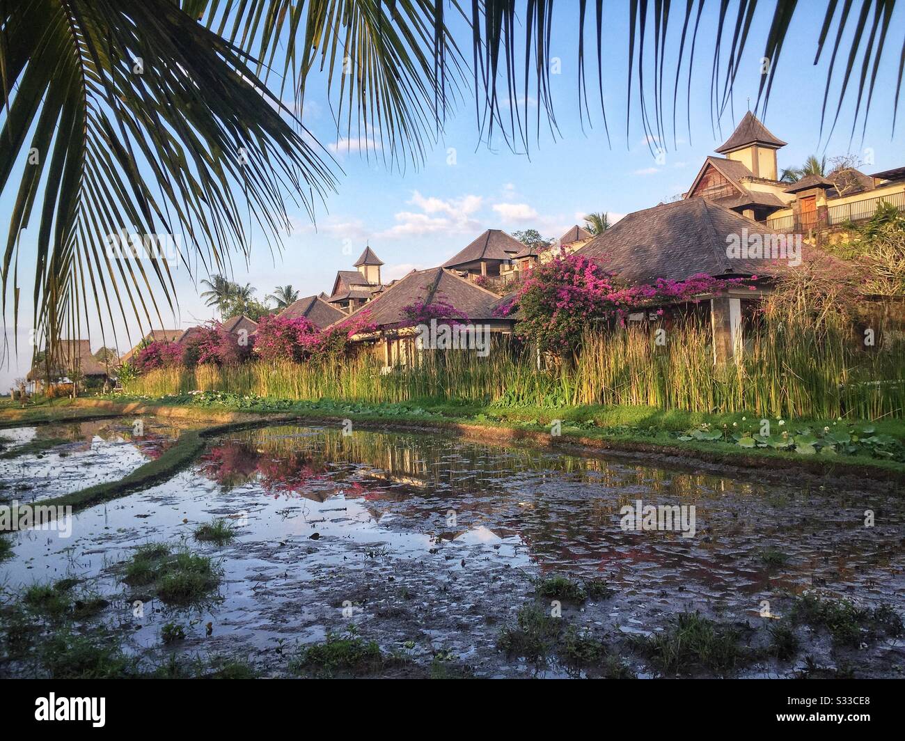 Risaie adiacenti alle ville di Desa Visesa, un resort di lusso vicino a Ubud, Bali, Indonesia - Immagine stock catturata con smartphone
