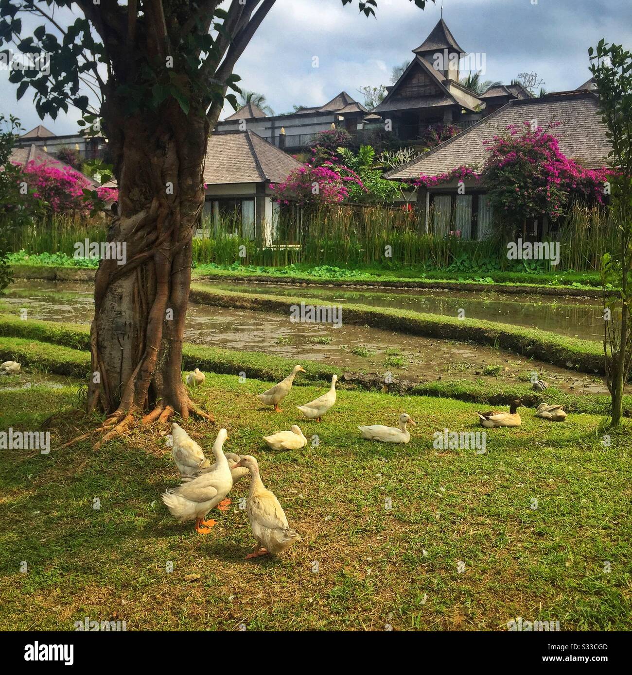 Anatre nei risaie adiacenti alle ville di Desa Visesa, un resort di lusso vicino a Ubud, Bali, Indonesia - Immagine stock catturata con smartphone