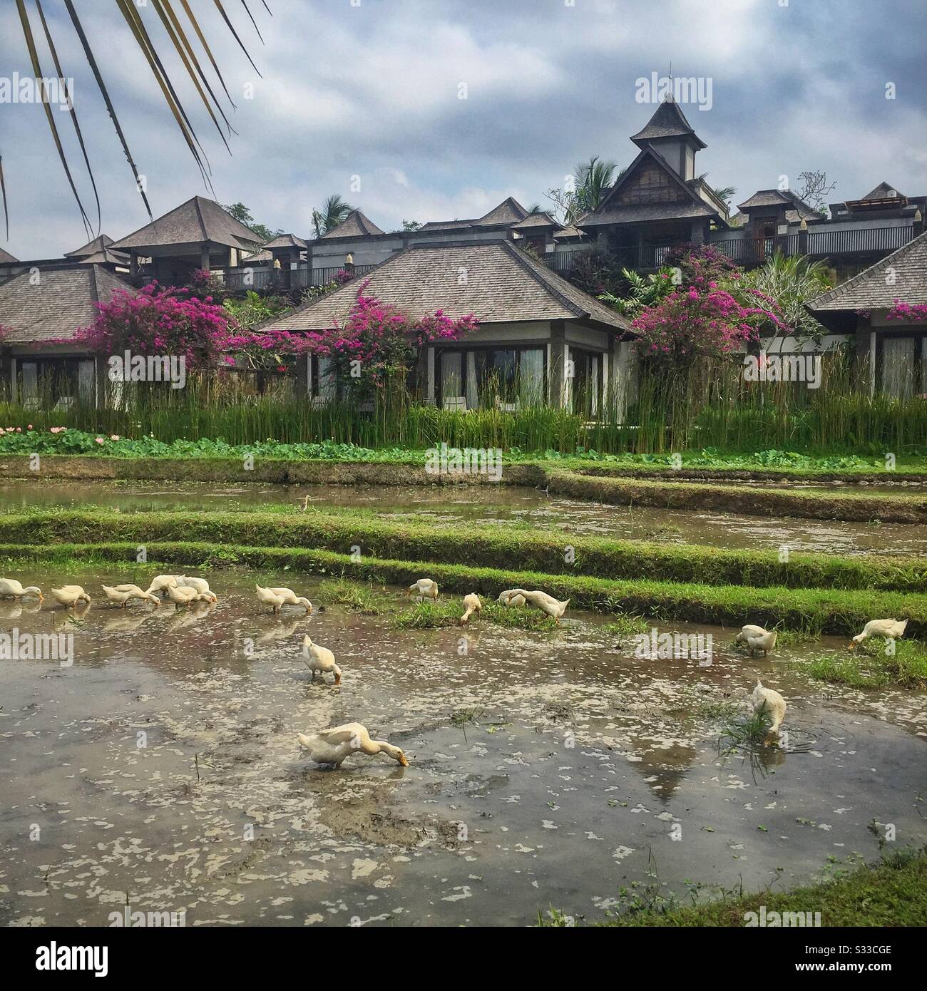 Anatre nei risaie adiacenti alle ville di Desa Visesa, un resort di lusso vicino a Ubud, Bali, Indonesia - Immagine stock catturata con smartphone