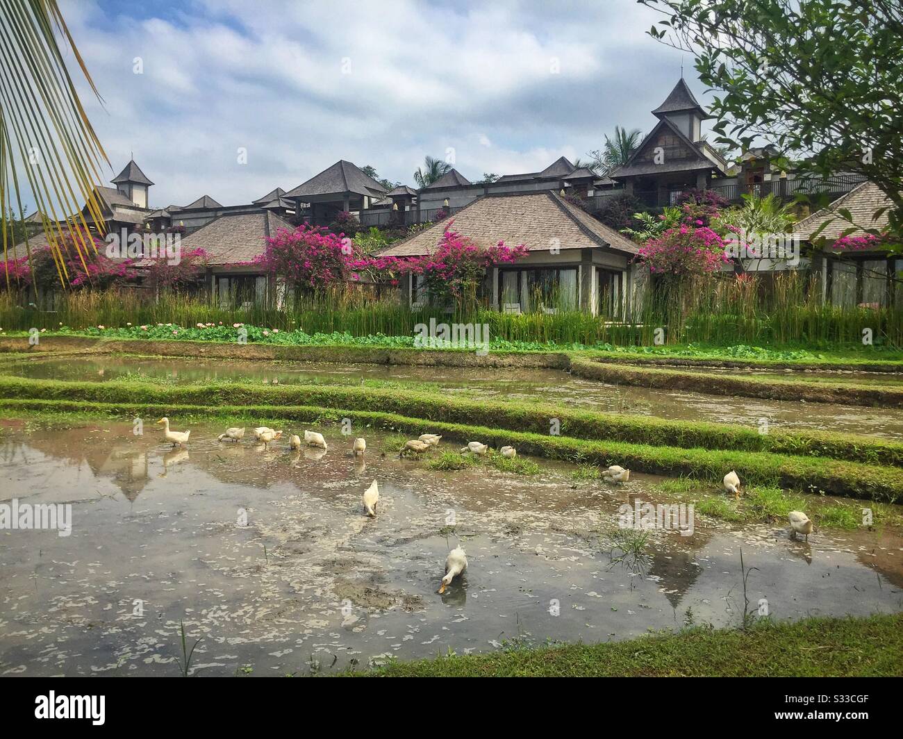 Anatre nei risaie adiacenti alle ville di Desa Visesa, un resort di lusso vicino a Ubud, Bali, Indonesia - Immagine stock catturata con smartphone