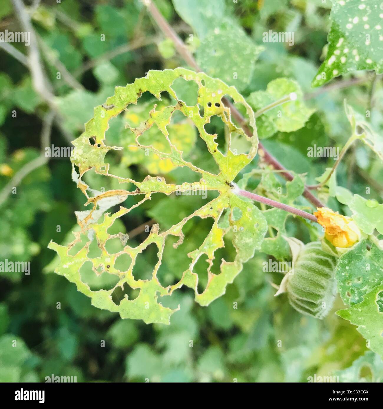 Foglia mangiata da un caterpillar come un rapporto raggi X accanto a fiori secchi e semi trovati vicino arbusto-colore cambiare modalità - Indian pianta medicinale Thuthi foglia Foto Stock