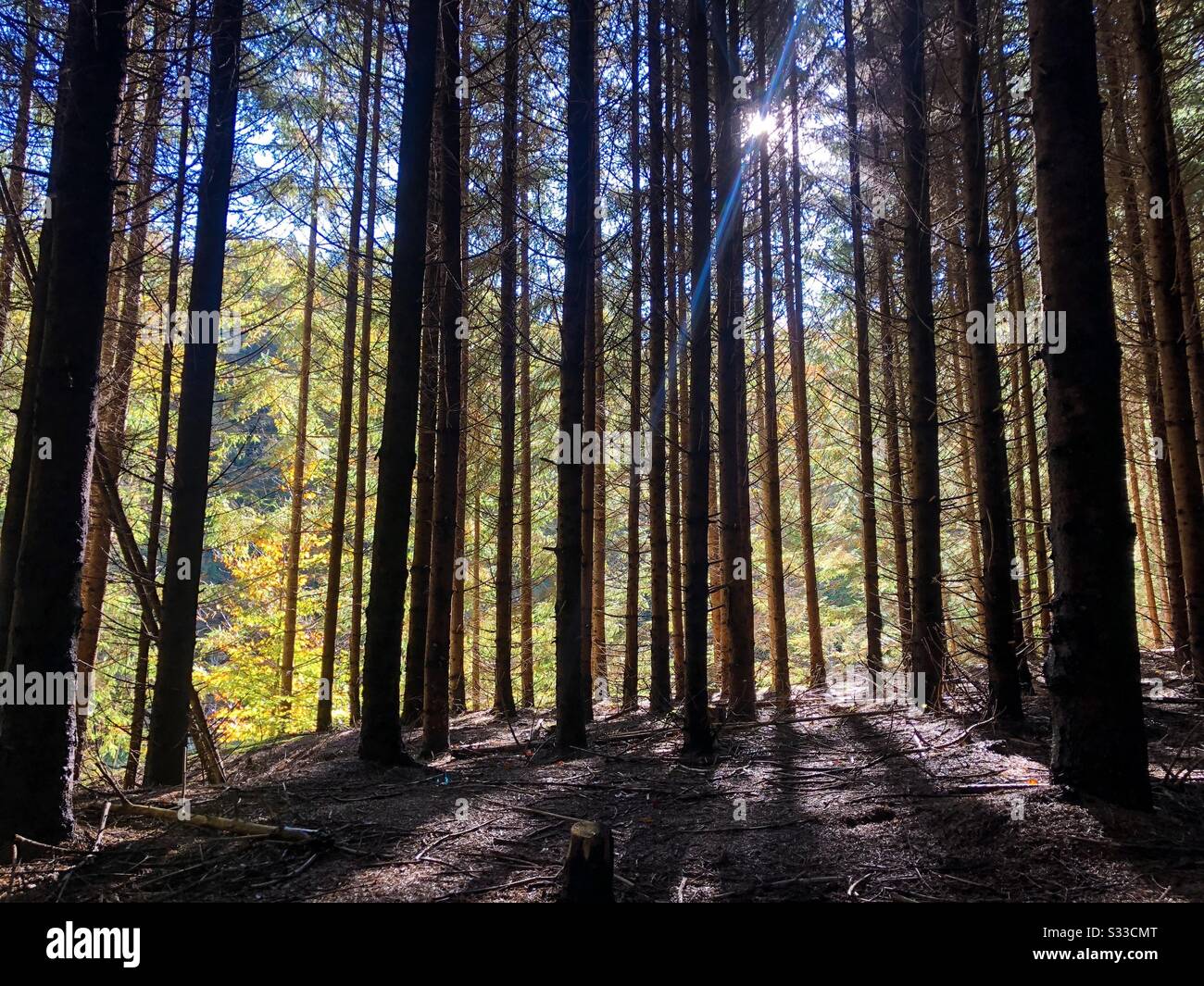 Raggi di sole attraverso gli alberi in una foresta Foto Stock