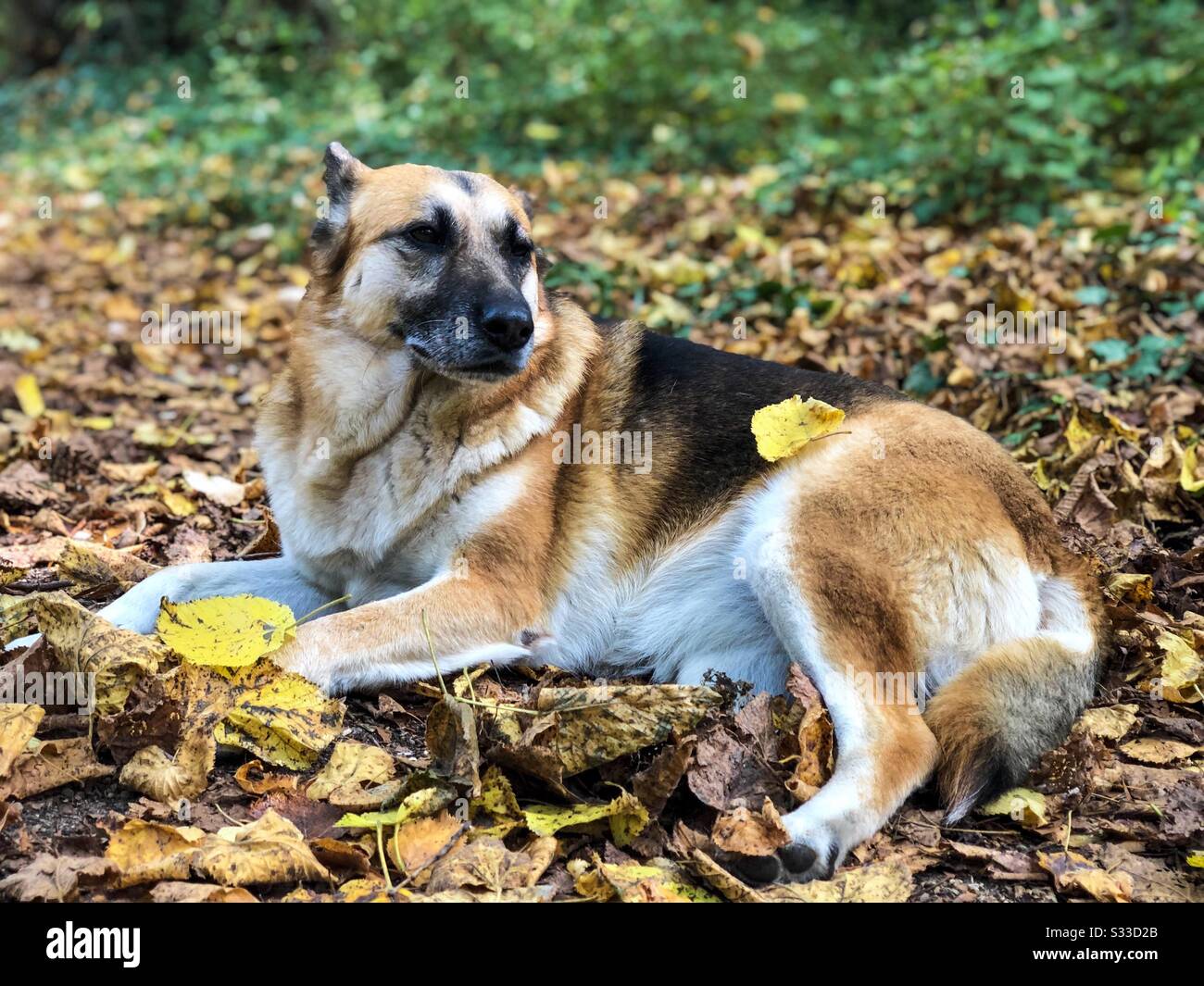 Pastore tedesco seduto su foglie d'autunno giallo Foto Stock
