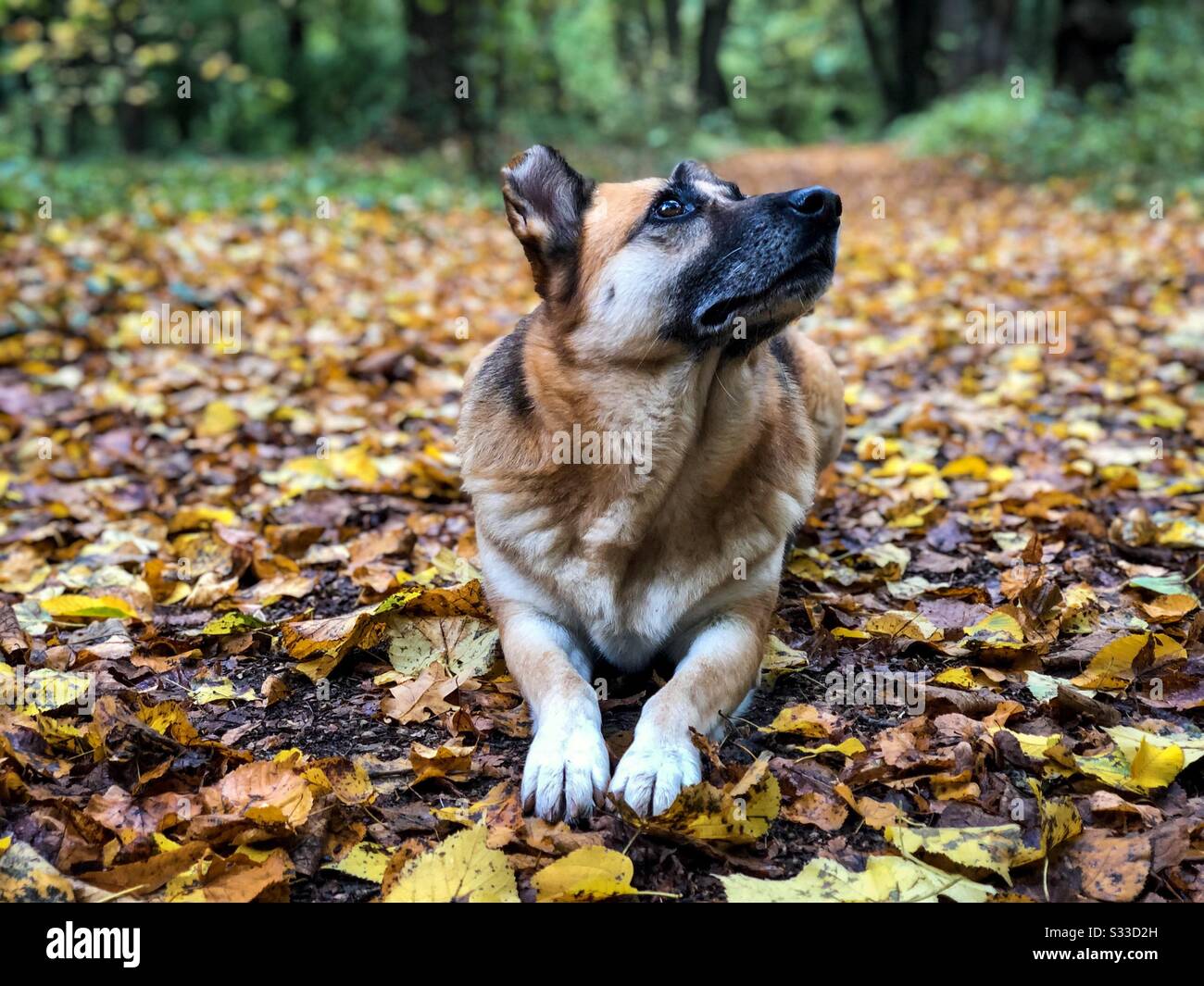 Pastore tedesco seduto su foglie d'autunno giallo Foto Stock