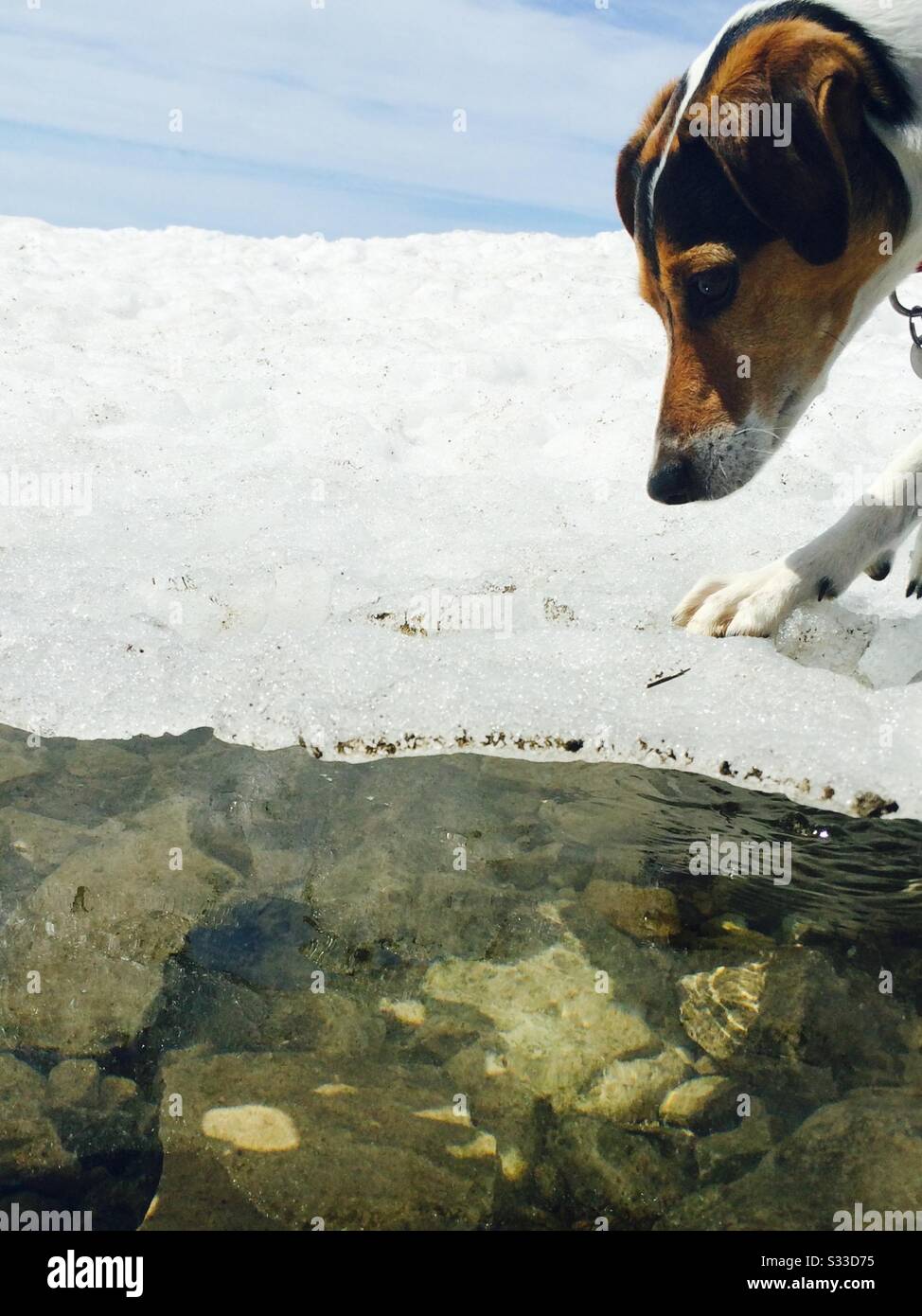 Jack Russel Terrier guardando il ghiaccio chiaro Foto Stock