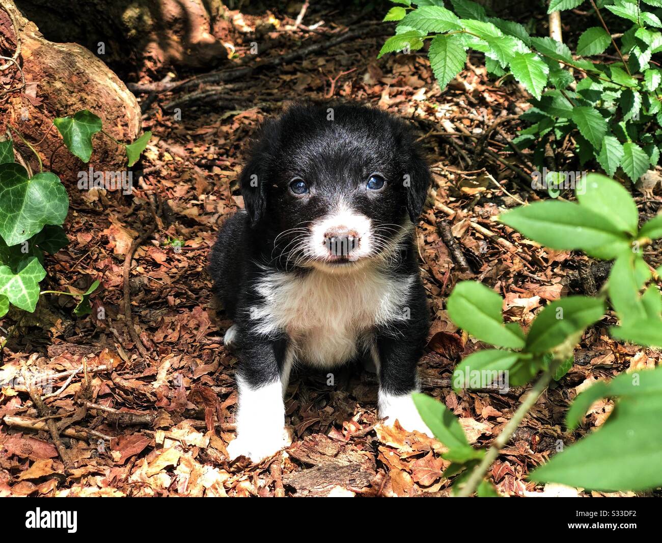 Piccolo cucciolo fuori circondato dalla vegetazione Foto Stock