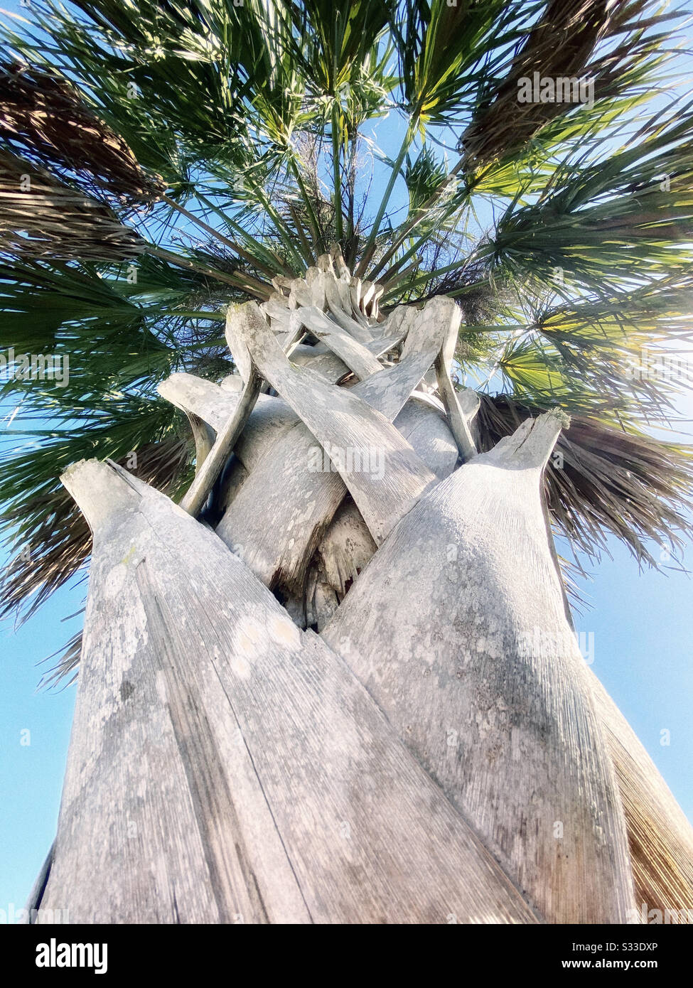 Basso angolo di palma. - Immagine stock catturata con smartphone