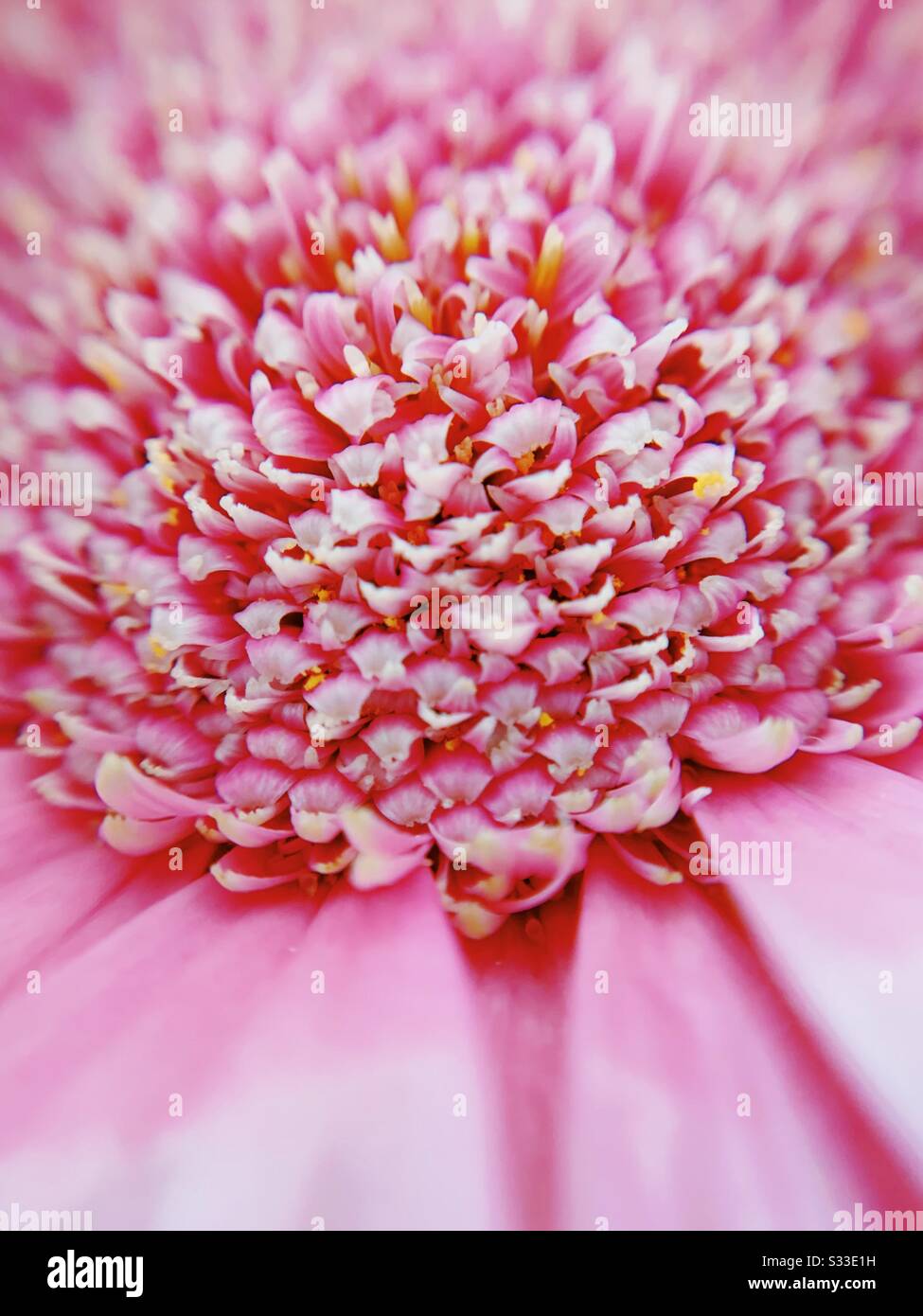 Macro fotografia del centro di rosa Gerbera Daisy fiore. - Immagine stock catturata con smartphone