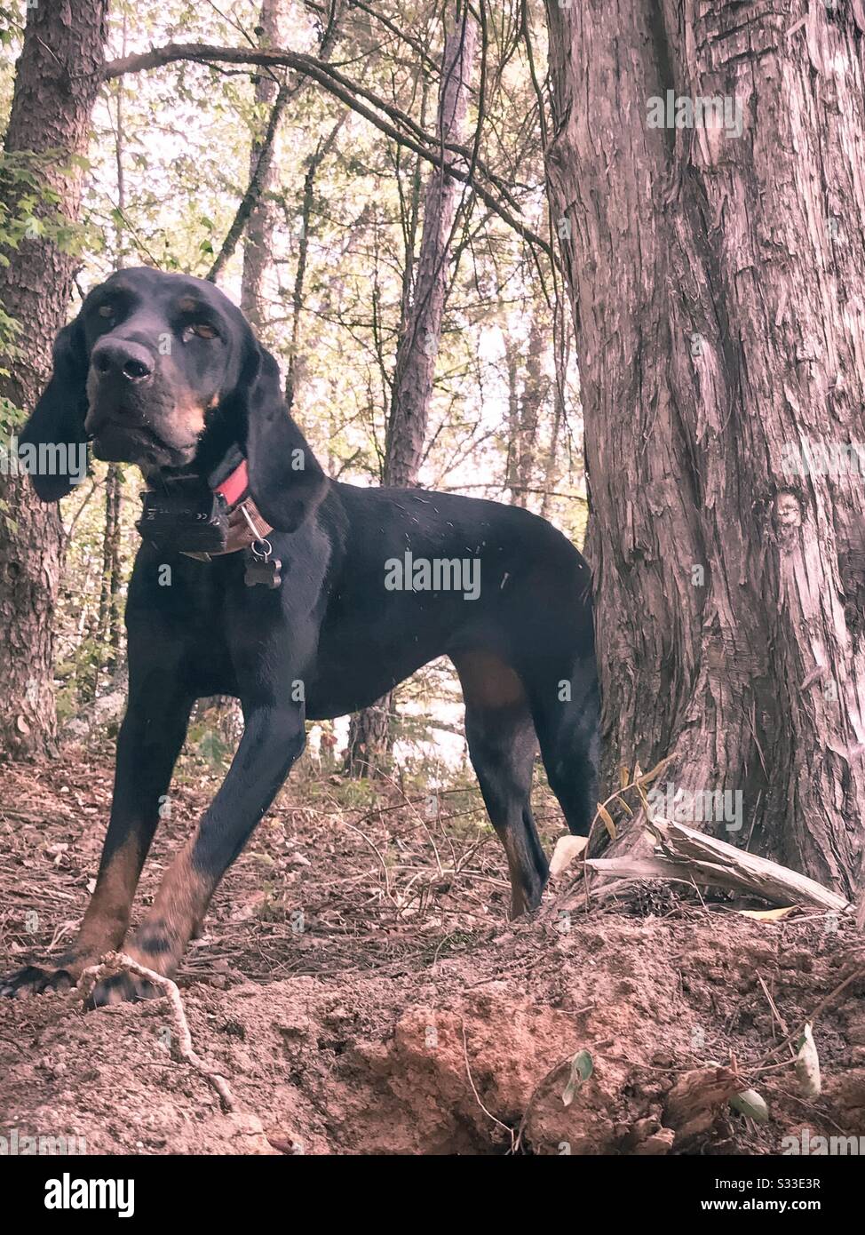 Cane nero e Tan in legno Foto Stock
