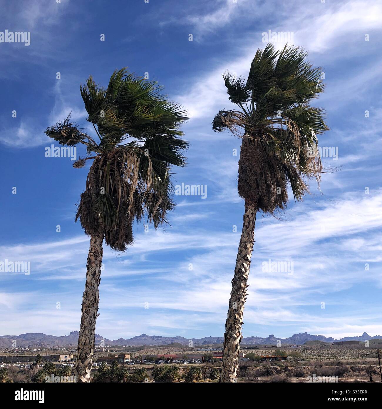 Palme che si piegano sotto il vento a Laughlin, Nevada. Foto Stock