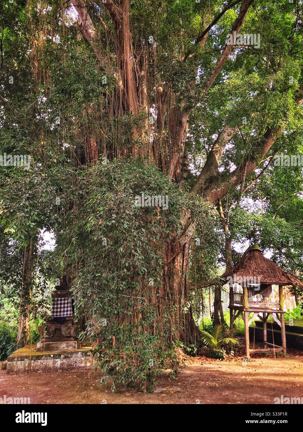 Un gigantesco albero banyan a Ubud, Bali, Indonesia - Immagine stock catturata con smartphone