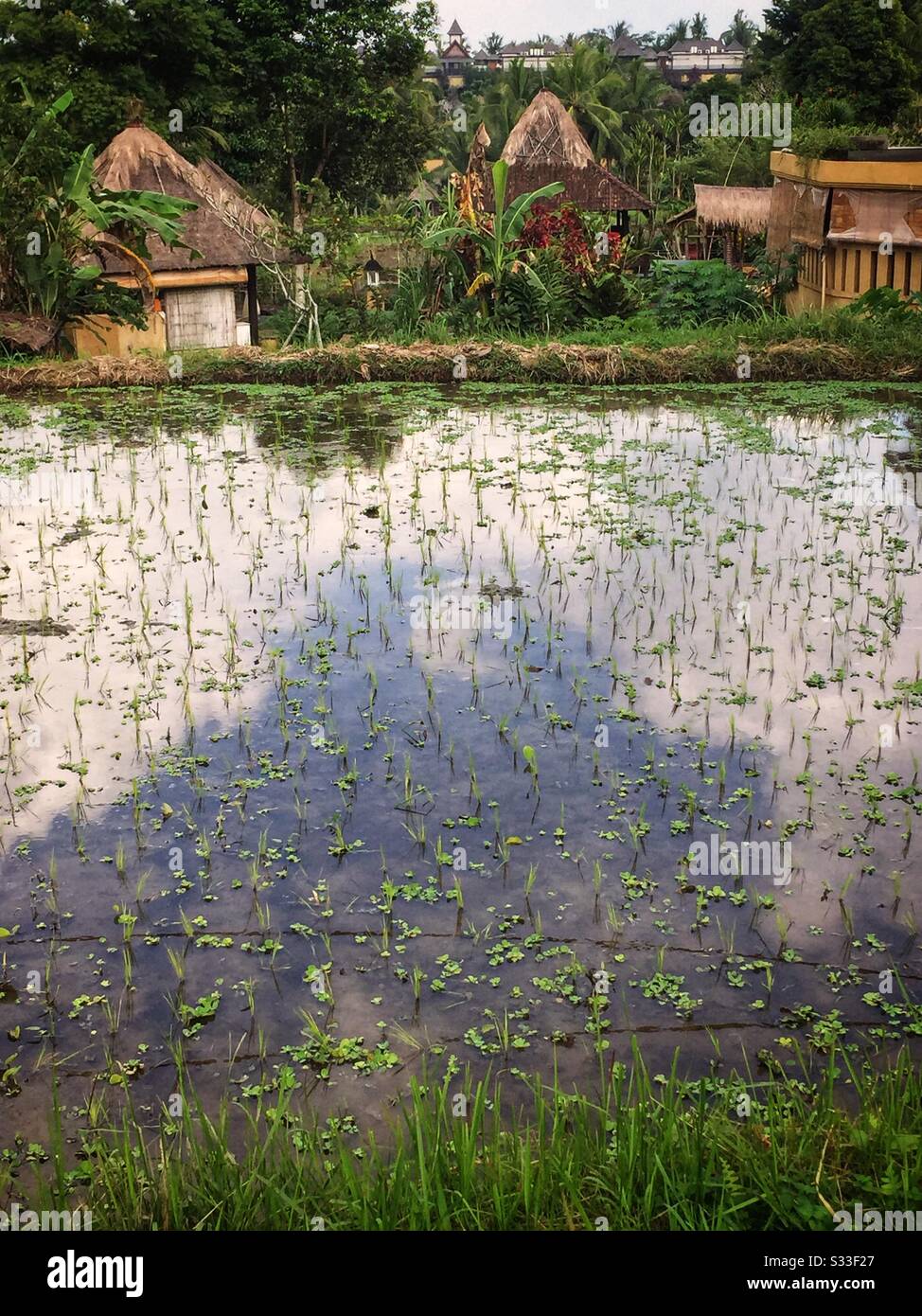 Risaie nei pressi di Ubud, Bali, Indonesia - Immagine stock catturata con smartphone