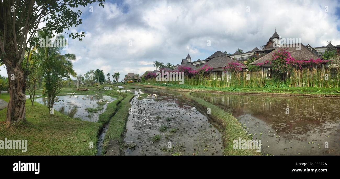 Anatre nei risaie adiacenti alle ville di Desa Visesa, un resort di lusso vicino a Ubud, Bali, Indonesia - Immagine stock catturata con smartphone