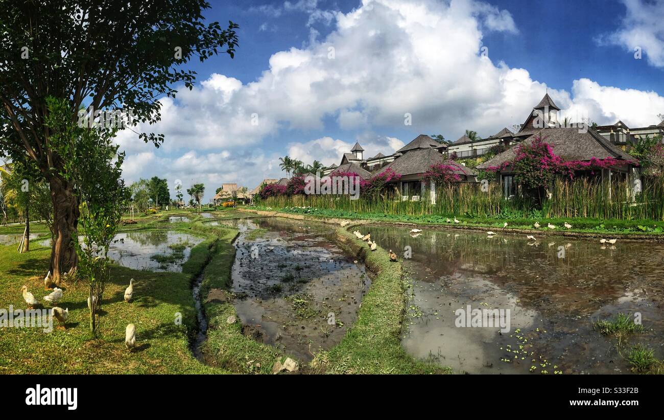 Anatre nei risaie adiacenti alle ville di Desa Visesa, un resort di lusso vicino a Ubud, Bali, Indonesia - Immagine stock catturata con smartphone