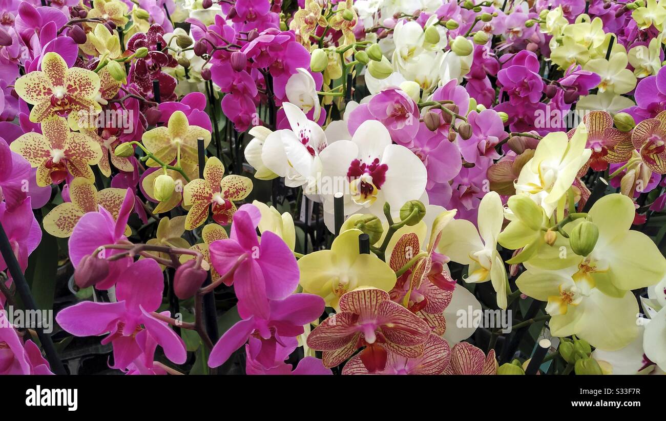 Orchidee in vendita. Foto Stock
